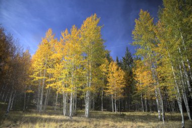 Kaibab Sonbahar Renkleri