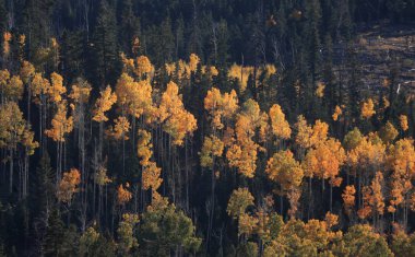 Kolob Teras Sonbahar