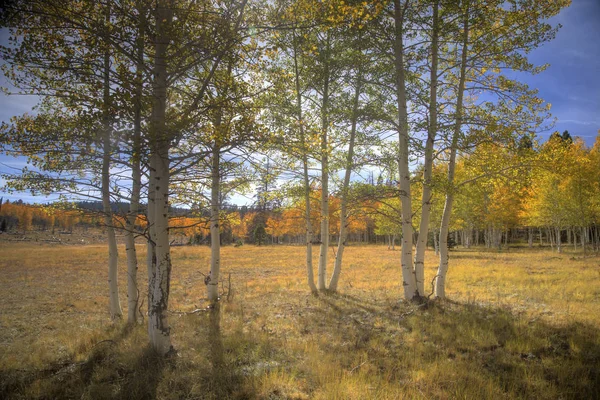 Kaibab Sonbahar Renkleri