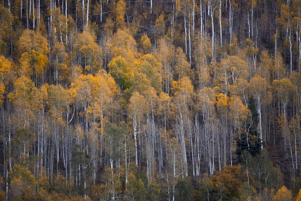 Тераса колоб осінь — стокове фото