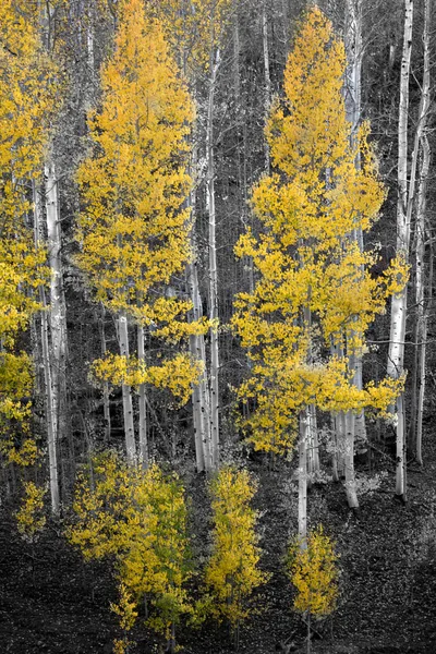 Kolob Teras Sonbahar