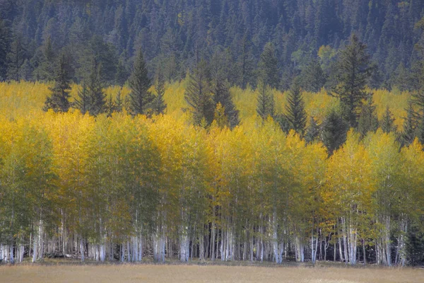 Kaibab Colores de otoño Imagen De Stock