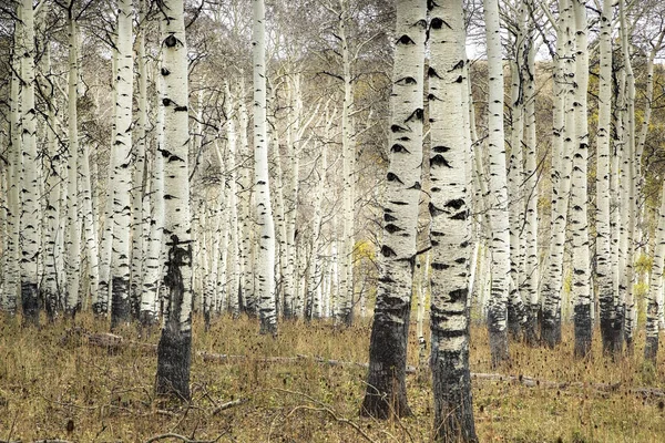 Kolob Aspens Imagen De Stock