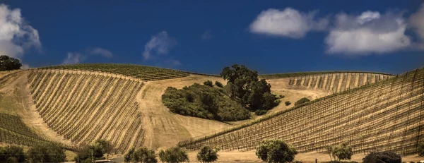 Winiarnia Paso Robles — Zdjęcie stockowe