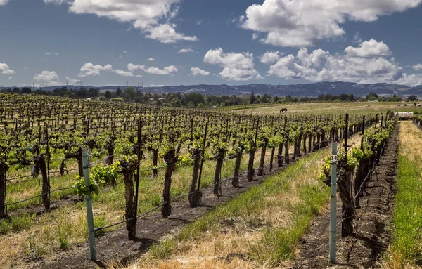 Paso Robles Şaraphanesi