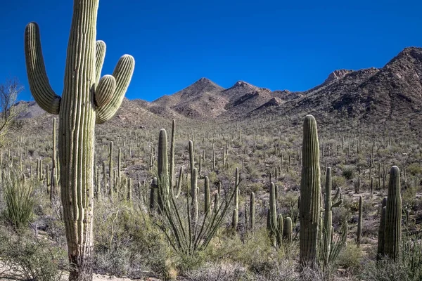 Saguaro Ulusal Parkı