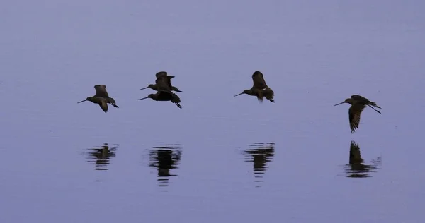 Sandpipers in Flight — Stock Photo, Image