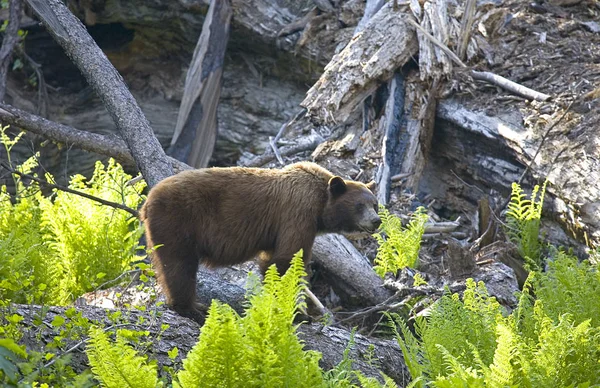 Sekoya'da Siyah Ayı