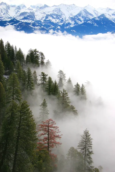 Sequoia mist — Stockfoto
