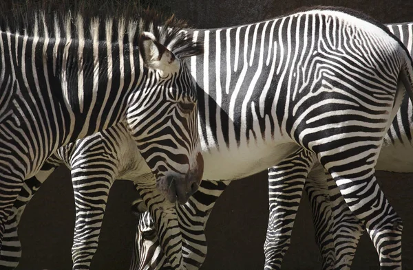 Zebra Parçacıkları