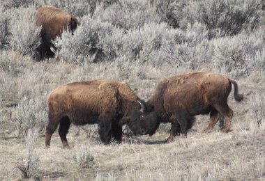 Ynp 2 Bizon Kilitleme Boynuzları