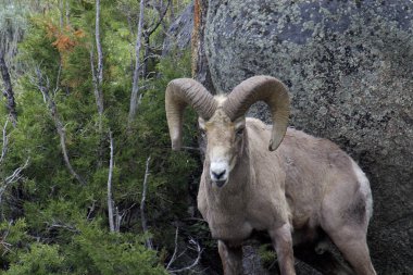 Ynp Bighorn