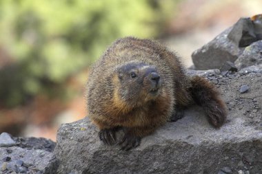 Yellowstone Marmot