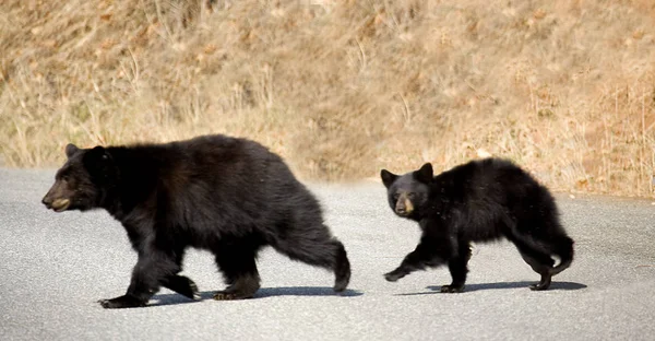 Anne Siyah Ayı Ve Cub Yosemite