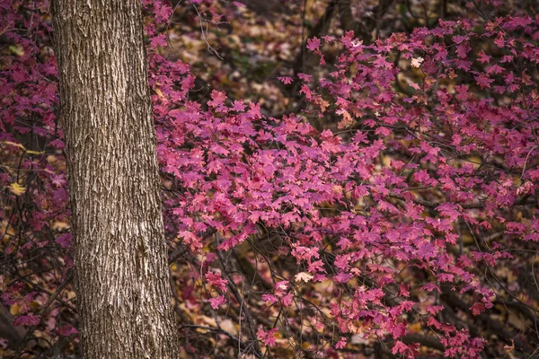 Zion cores do outono — Fotografia de Stock
