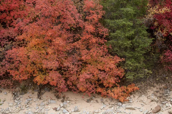 Colores de otoño de Zion — Foto de Stock