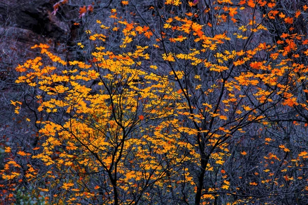 Autunno di Sion — Foto Stock