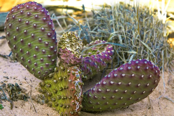 Pera espinosa Cactus-Zion NP — Foto de Stock