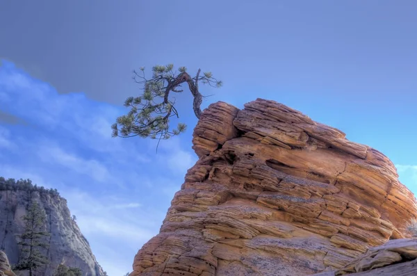 Zion's Bent Tree — Stock Photo, Image