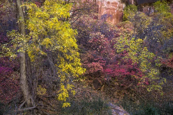 Zion herbstliche Farben — Stockfoto