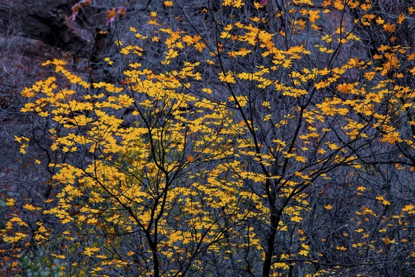 シオンの秋 — ストック写真