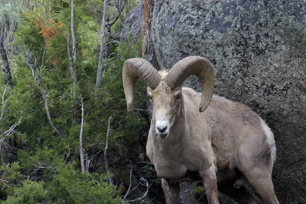 Ynp Bighorn Fotos De Stock