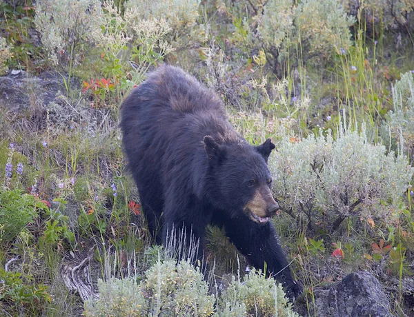 Oso negro en Yellowstone Fotos De Stock