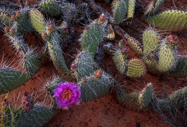 Flor de cactus de pera espinosa Imagen De Stock