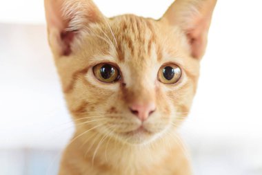 Sevimli evcil hayvan evde zencefil kedi yüzü, yakın çekim