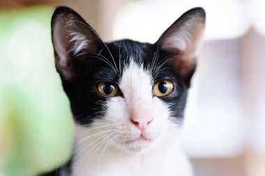 Sevimli evcil hayvan evde siyah ve beyaz kedi yüzü, yakın çekim