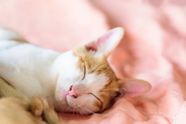 Lindo Gato Durmiendo Mascota Casa — Foto de Stock