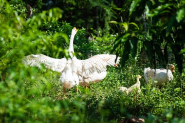 Yeşil bir bahçe içinde kanat çırparak beyaz kaz