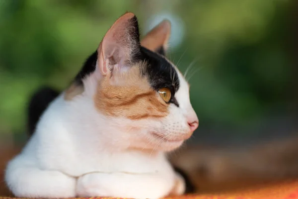 Retrato Gato Tricolor Buscando Algo Linda Mascota Casa — Foto de Stock