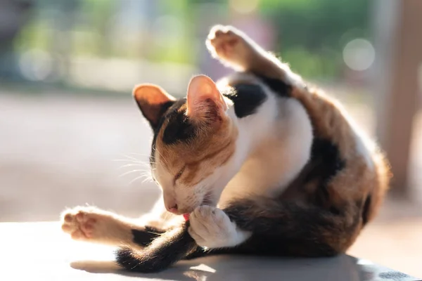 Tricolor Katze Streckt Zunge Aus Und Leckt Sich Selbst Katzenpflege — Stockfoto