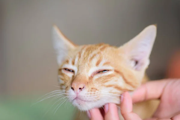 Hand Spela Med Ingefära Katt Ansikte Husdjur Hemma — Stockfoto