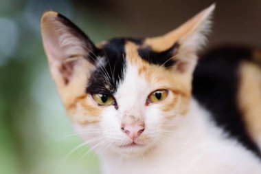 Sevimli evcil hayvan üç renkli kedi yüzü, yakın çekim