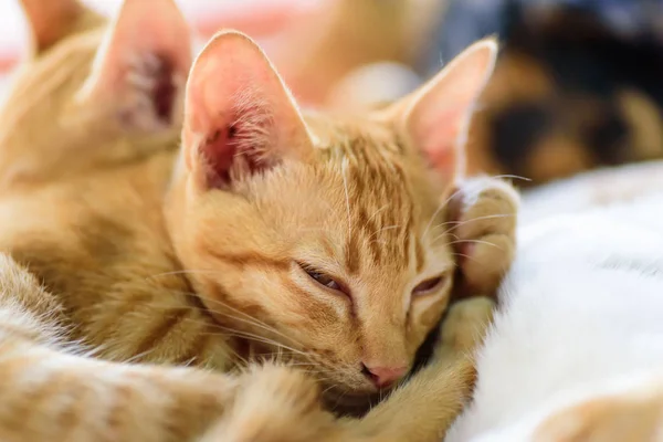 Gatti Carini Stanno Dormendo Insieme Animale Domestico Casa — Foto Stock