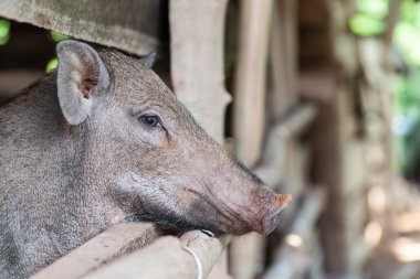 Bir gruptaki genç yaban domuzunun portresi