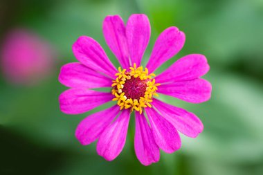 Pembe Zinnia çiçeği (Zinnia violacea süvarileri) bir bahçe yakın çekim