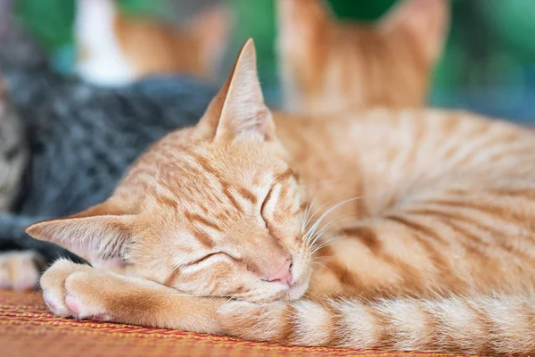 Retrato Gato Jengibre Lindo Está Durmiendo Estera Mascotas Casa — Foto de Stock