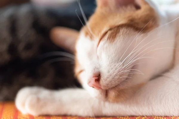 Close Van Slapende Kat Schattig Huisdier Thuis — Stockfoto