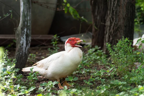 White Duck Walking Backyard — Stock Photo, Image