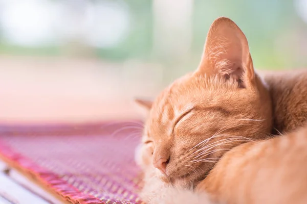 Ginger cat sleeping on the mat, pet at home