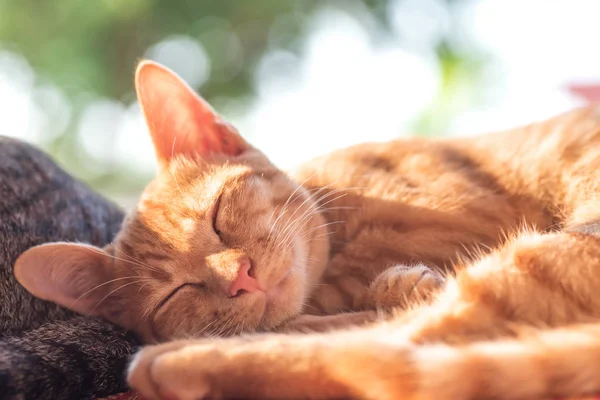 Ginger Cat Durmiendo Alfombra Linda Mascota Casa — Foto de Stock