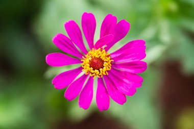 Pembe Zinnia çiçeği (Zinnia violacea süvarileri) bir bahçe yakın çekim