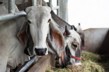 Sığır ahırında ot yiyen inek, Tayland 'da çiftlik hayvanı.