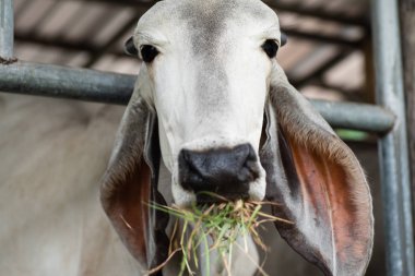 İnek ahırında ot yiyen ineklere, Tayland 'da hayvanlara yakın.