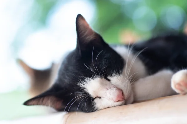 Black White Cat Sleeping Bicolor Cat — Stock Photo, Image