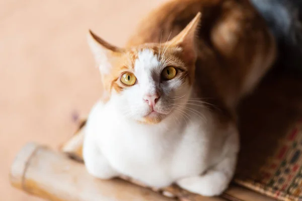 Gato Bonito Sentado Tapete Olhando Para Câmera Animal Estimação Casa — Fotografia de Stock