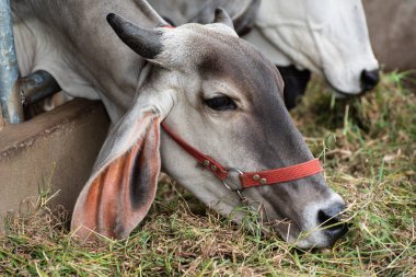 Sığır ahırında ot yiyen inek, Tayland 'da çiftlik hayvanı.